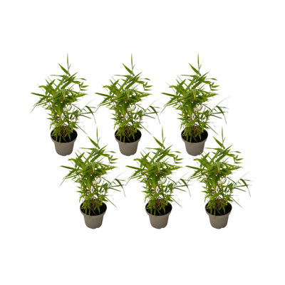 Bamboo - 6 pcs - Fargesia nitida Black Dragon - Height 25-40cm