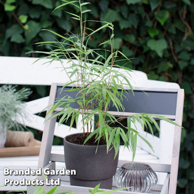 Bamboo Fargesia Asian Wonder Potted Plant 9cm Pot x 3