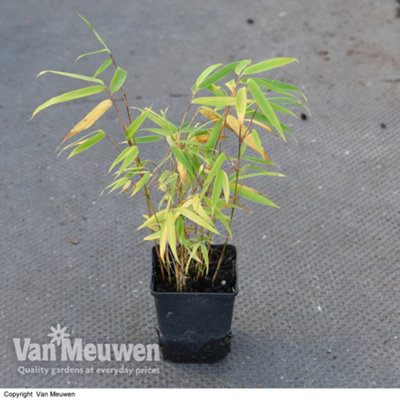Bamboo Fargesia Asian Wonder Potted Plant 9cm Pot x 3 - 3