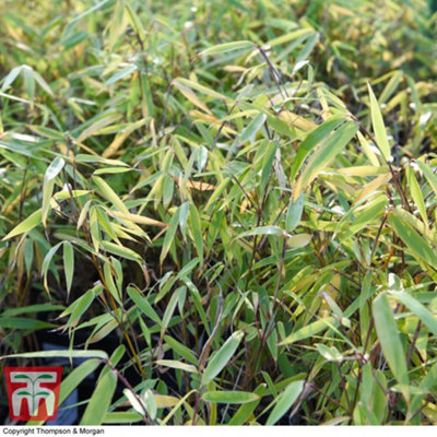 Bamboo Fargesia Asian Wonder Potted Plant 9cm Pot x 3 - 5