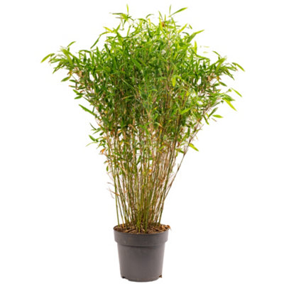 Bamboo Fargesia Murielae 'Winter Black' - Sophisticated Black Stems, Privacy Screen (110-130cm)
