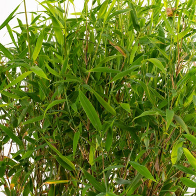 BAMBOO FARGESIA MURIELAE 'WINTER BLACK' - SOPHISTICATED BLACK STEMS,  PRIVACY SCREEN (110-130CM)