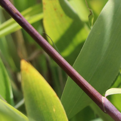 BAMBOO FARGESIA MURIELAE 'WINTER BLACK' - SOPHISTICATED BLACK STEMS,  PRIVACY SCREEN (110-130CM)