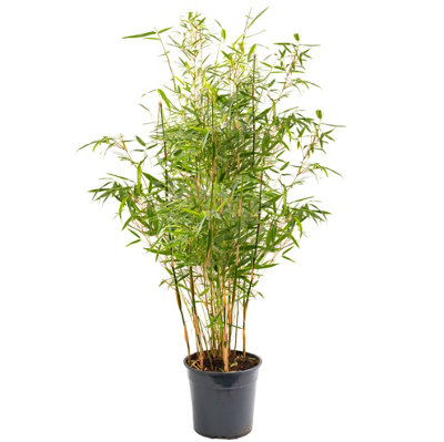 Bamboo Fargesia Pingwu - Graceful & Dense Green Screen (90-110cm)