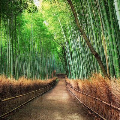 Bamboo Grove Kyoto Mural - 384x260cm - 5460-8