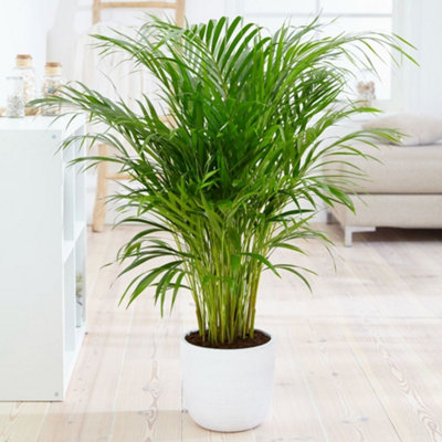 Bamboo Palm 10.5cm potted Plant x 1 DIY at B&Q