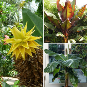 Banana Plant Collection - 3 x Banana Plants Different Varieties Supplied and Established Plants - Musa basjoo, Ensete ventricosum,