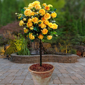 Bare Root Patio Standard Rose 'Yellow' 60-70cm