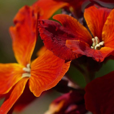 Bare Root Wallflowers Plants Ready for Planting Now - 10 x Fire King - Scented Erysimum Spring Flowering Outdoor Biennials