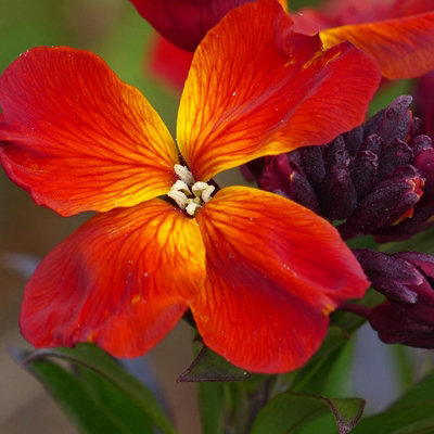 Bare Root Wallflowers Plants Ready for Planting Now - 10 x Fire King - Scented Erysimum Spring Flowering Outdoor Biennials - 3