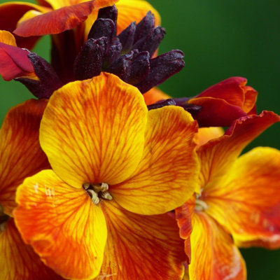 Bare Root Wallflowers Plants Ready for Planting Now - 10 x Fire King - Scented Erysimum Spring Flowering Outdoor Biennials - 4