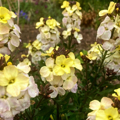 Bare Root Wallflowers Plants Ready for Planting Now - 10 x Ivory White - Scented Erysimum Spring Flowering Outdoor Biennials