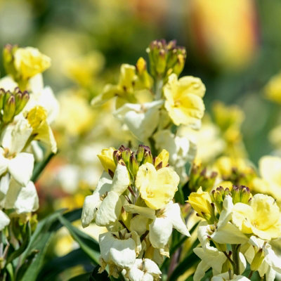 Bare Root Wallflowers Plants Ready for Planting Now - 10 x Ivory White - Scented Erysimum Spring Flowering Outdoor Biennials - 3