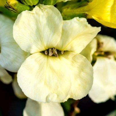 Bare Root Wallflowers Plants Ready for Planting Now - 10 x Ivory White - Scented Erysimum Spring Flowering Outdoor Biennials - 4