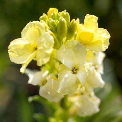 Bare Root Wallflowers Plants Ready for Planting Now - 10 x Primrose Dame - Scented Erysimum Spring Flowering Outdoor Biennials