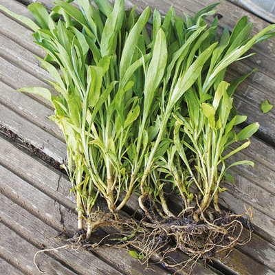 Bare Root Wallflowers Plants Ready for Planting Now - 10 x Primrose Dame - Scented Erysimum Spring Flowering Outdoor Biennials