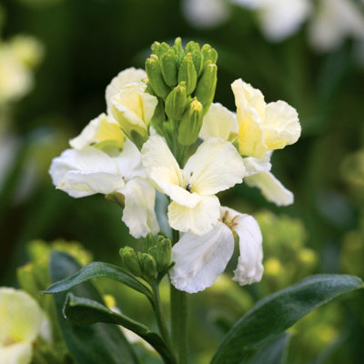 Bare Root Wallflowers Plants Ready for Planting Now - 10 x Primrose Dame - Scented Erysimum Spring Flowering Outdoor Biennials - 3