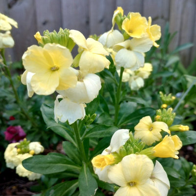 Bare Root Wallflowers Plants Ready for Planting Now - 10 x Primrose Dame - Scented Erysimum Spring Flowering Outdoor Biennials - 4