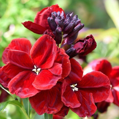 Bare Root Wallflowers Plants Ready for Planting Now - 10 x Purple Shades - Scented Erysimum Spring Flowering Outdoor Biennials
