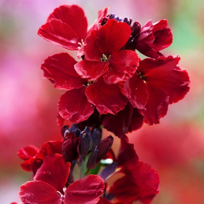 Bare Root Wallflowers Plants Ready for Planting Now - 10 x Purple Shades - Scented Erysimum Spring Flowering Outdoor Biennials - 3