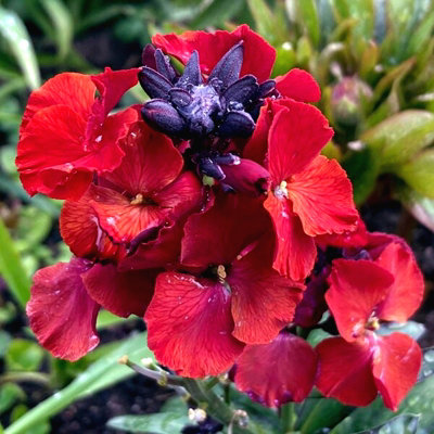 Bare Root Wallflowers Plants Ready for Planting Now - 10 x Purple Shades - Scented Erysimum Spring Flowering Outdoor Biennials - 4