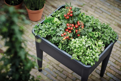 Basic XXL Planter Grow Table Pot - Black - 6