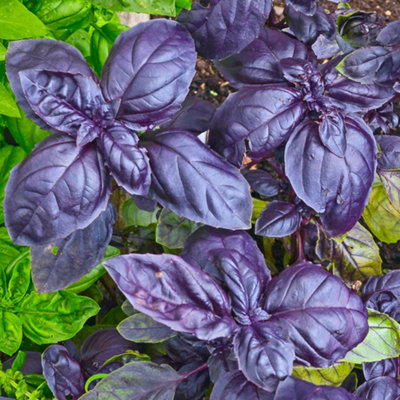 Basil Purple Herb Plant - Purple Basil, Compact Herb (5-15cm Height Including Pot)