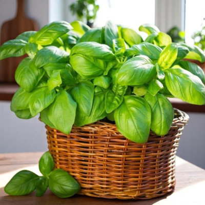 Basil Sweet Herb Plant 1 x 13cm Pot - Easy to Grow Garden Ready ...