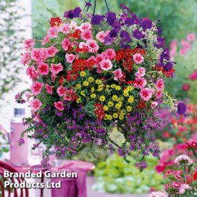 Basket Collection Garden Ready - 120 Plants