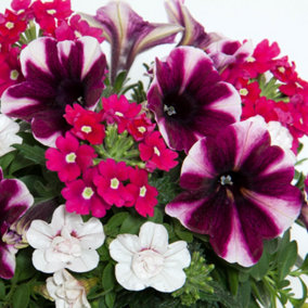 Basket Plants - Trio Amarena Cream - Trio of Creamy Blooms, Perfect for Hanging Baskets (13cm)