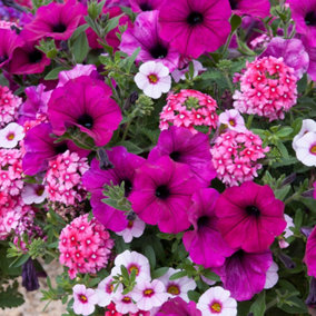 Basket Plants - Trio Cherry Kiss - Trio of Cherry-Red Blooms, Perfect for Hanging Baskets (13cm)
