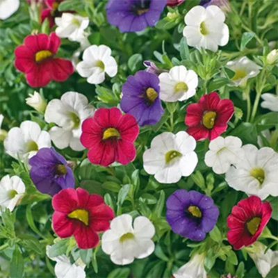 Basket Plants - Trio Early Tricolore - Trio of Vibrant Tricolored ...