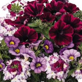 Basket Plants - Trio Shocking Purple - Trio of Vibrant Purple Blooms, Perfect for Hanging Baskets (13cm)