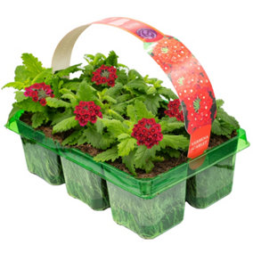 Basket Plants - Verbena Scarlet Red - 6 Pack of Striking Scarlet Red Blooms for Hanging Baskets