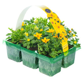Basket Plants - Yellow Shades Collection (6 Pack) - Vibrant Mix of Yellow Flowers, Perfect for Hanging Baskets
