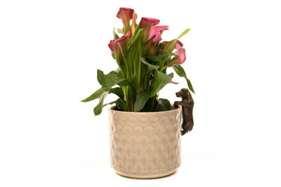 Basset Hound Plant Pot Hanger - L11 x W5.5 x H4.5 cm