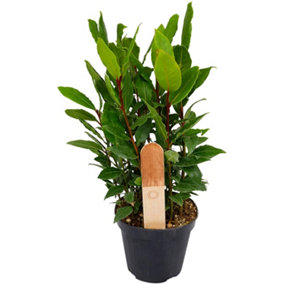 Bay Laurel Herb Plant in 12cm Pot - Laurus Nobilis for Culinary Use