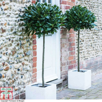 Bay Tree - 1 x 4 Litre Potted Plant (Standard - 90-110cm …