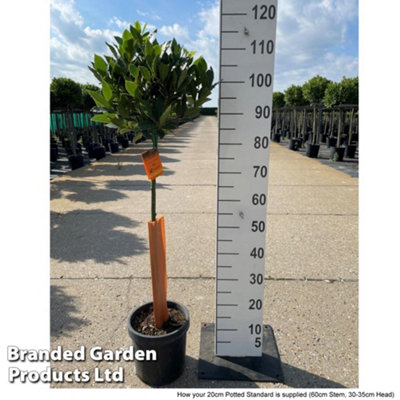Bay Tree - 1 x 4 Litre Potted Plant (Standard - 90-110cm Tall) - 4