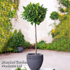 Bay Tree Standard -  60cm Stem 30-35cm 20cm Potted Plant x 1