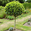 Bay Tree Standard Tree 70-80cm tall  Single Garden Ready Potted Bay Tree