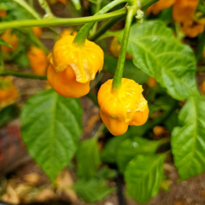 BBG Naga Yellow Chilli Seeds - 10 Fresh Seeds