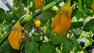 BBG Naga Yellow Chilli Seeds - 10 Fresh Seeds