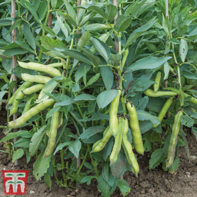 Bean (Broad Bean) Luz de Otono 1 Seed Packet (35 Seeds)