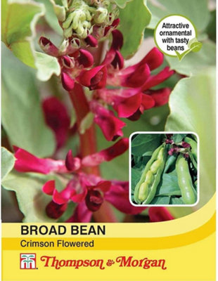 Bean (Broad) Crimson Flowered 1 Seed Packet (30 Seeds)