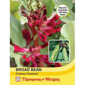 Bean (Broad) Crimson Flowered 1 Seed Packet (30 Seeds)