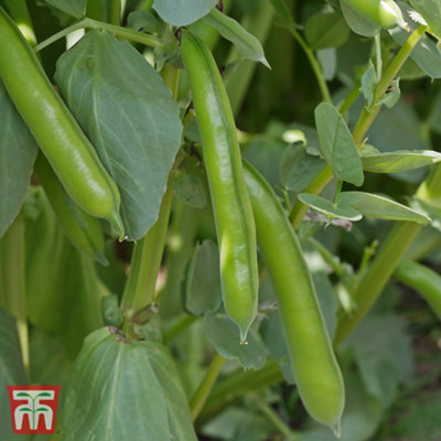 Bean (Broad) The Sutton 1 Seed Packet (45 Seeds) - 3