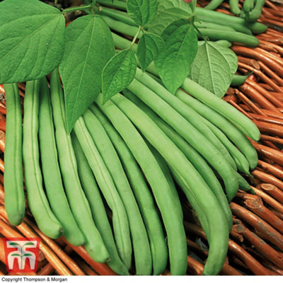 Bean (Climbing French) Cobra 1 Seed Packet (70 Seeds)