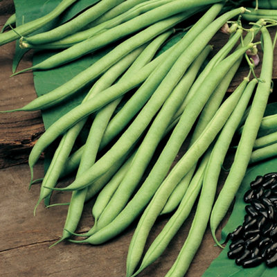Bean (Climbing French) Cobra 1 Seed Packet (70 Seeds) - 4
