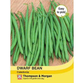 Bean Dwarf Caledonia 1 Seed Packet (100 Seeds)